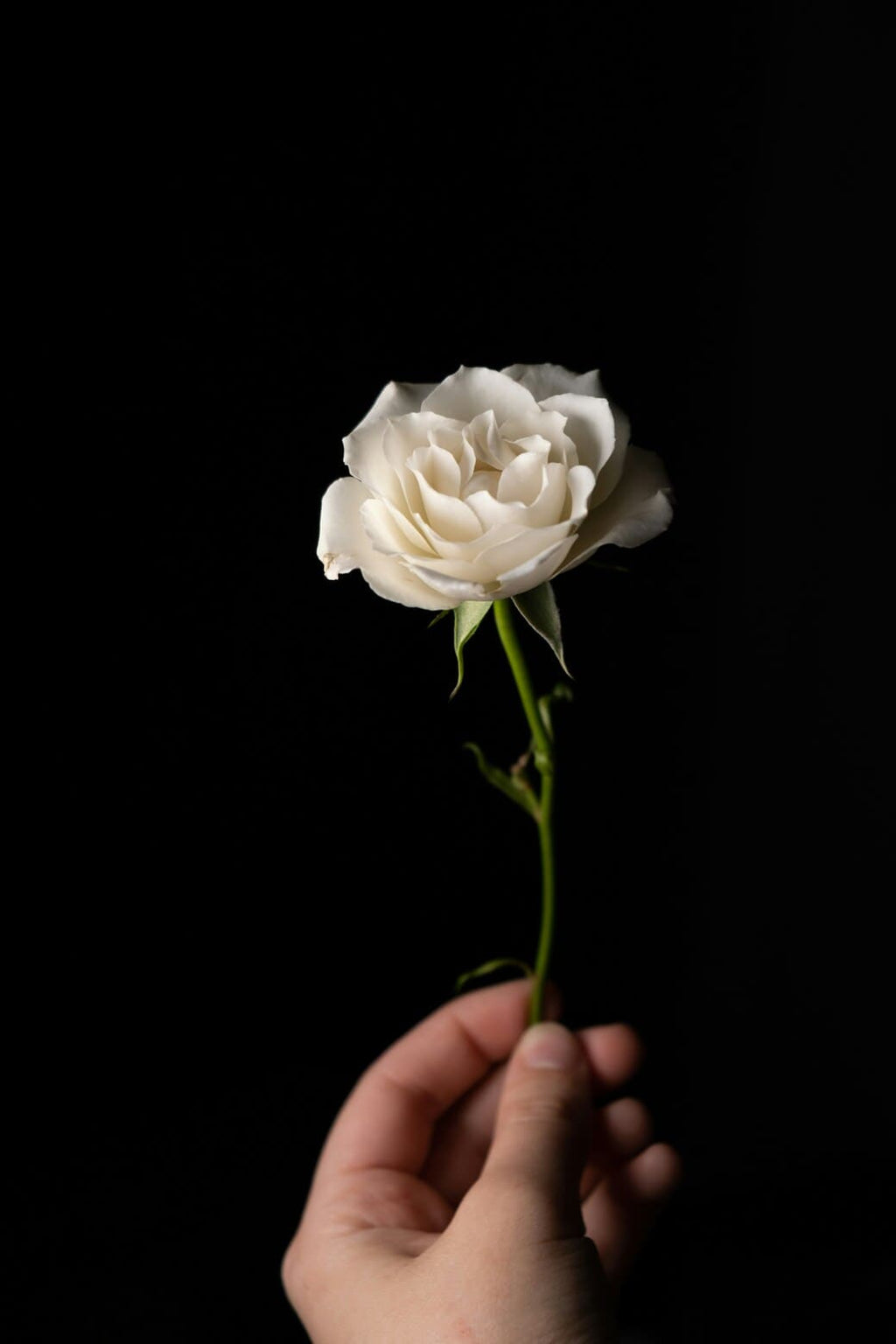 BLOOM 60ml