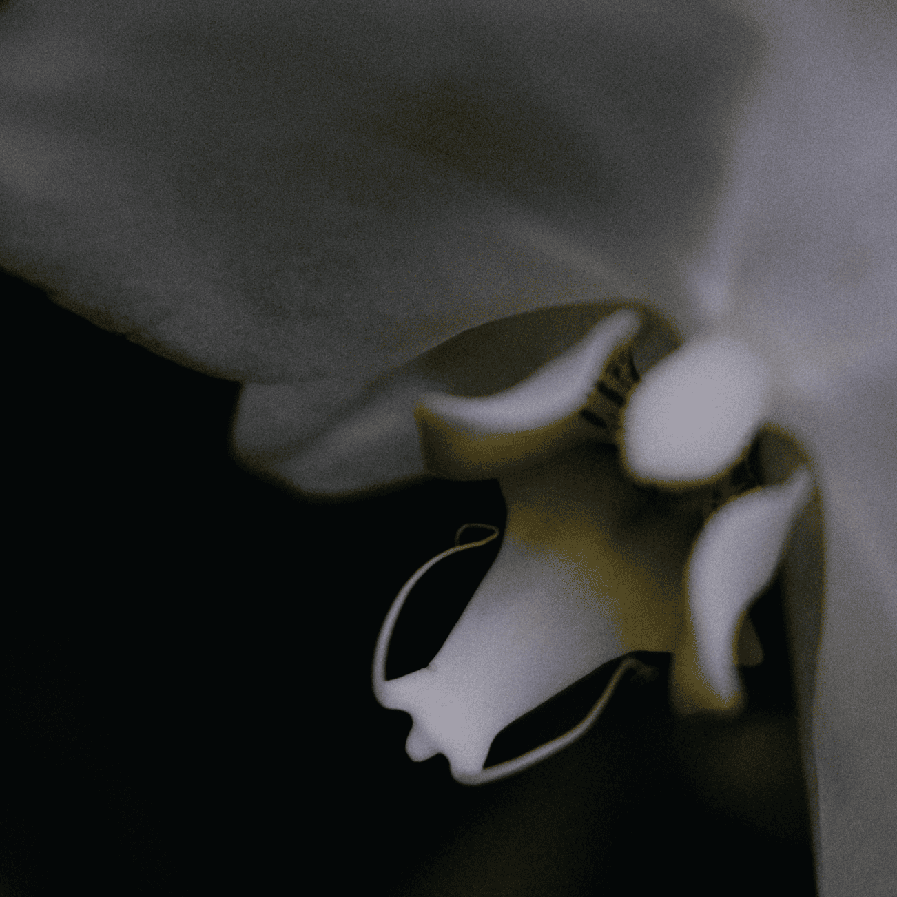 BLACK ORCHID