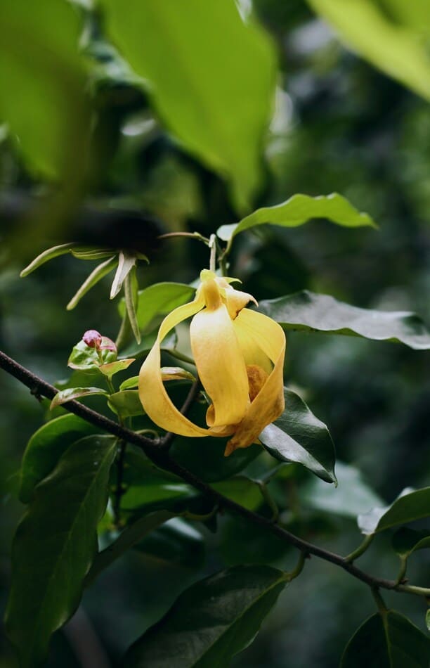 ORANGE BLOSSOM 120ml